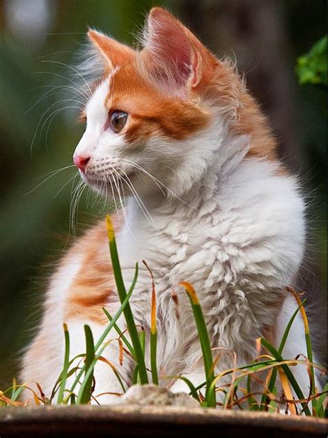 Orange And White Cat Cats Cute Cats And Kittens Orange And White Cat