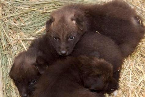 Denver Zoo Announces Birth Of Maned Wolf Pup Triplets The Denver Post