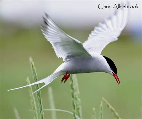Arctic Tern Focusing On Wildlife