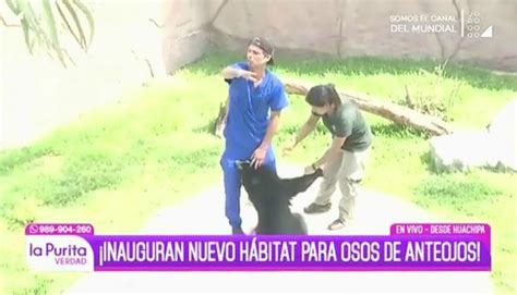 YouTube Viral Pancho Cavero Sobrevive A Ataque De Oso Gracias A Su