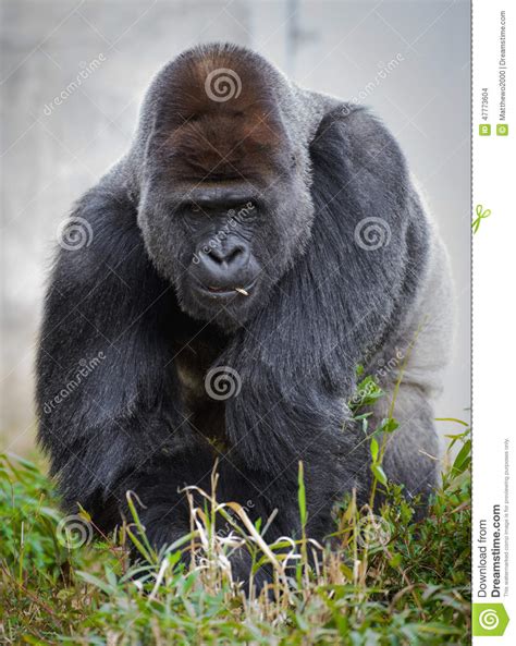 Large Male Silver Back Gorilla (gorilla Gorilla Gorilla 