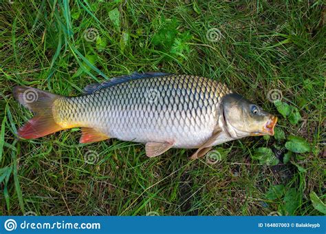 Large Carp Fish Caught In A Lake Stock Image Image Of Summer Caught