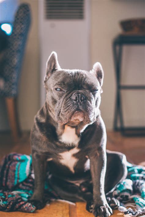 Conjunctivitis , also known as pink eye, occurs in over 3% of french bulldogs. French bulldog skin problems revealing — AskFrenchie.com