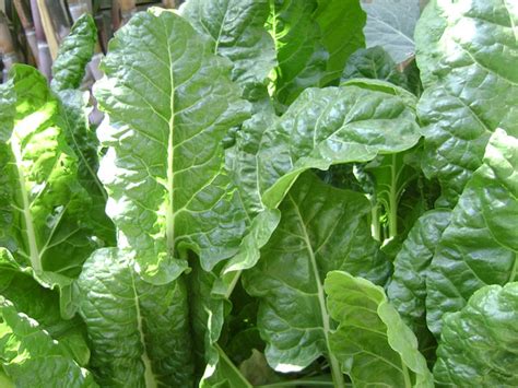 Add the chicken broth, garlic,ginger, and 1/2 tsp. Spinach Recipes - Spinach Balls, Cream, Fried, Dumplings ...