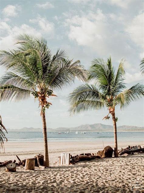 Shake Your Palms Beach Palm Trees In Costa Rica By Samba To The Sea