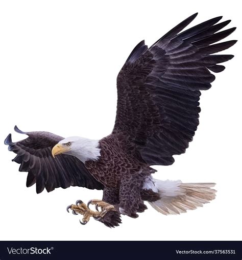 Bald Eagle Swoop Landing Attack Hand Draw White Vector Image