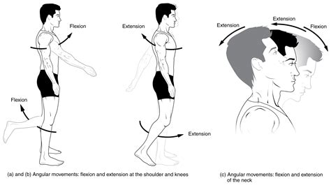 Anatomical Movements Of The Human Body Geeky Medics