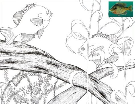 46 Best Ideas For Coloring Bluegill Coloring Page