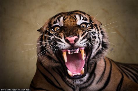 Photographers Close Ups Of Roaring Tiger That Are So Detailed You Can