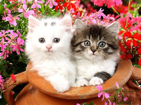 Two Kittens Sitting In A Flower Pot With Pink And Red Flowers Behind