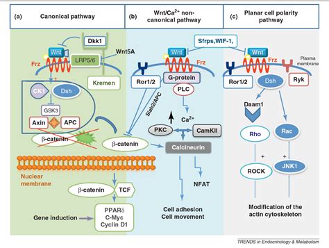 Figure 1 From Wnt Signaling In Cardiovascular Physiology Semantic Scholar