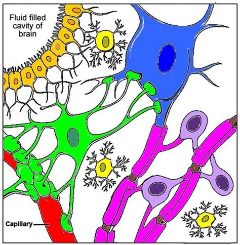 Rough er (dark blue) 2. Nerve Cells Coloring KEY