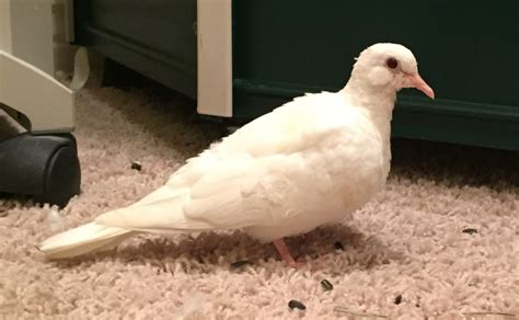 Do White Java Doves Make Good Pets Pethelpful