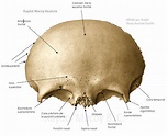 La piel - Esqueleto Oseo, Cráneo: el Frontal