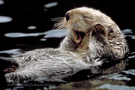 Sea Otter Wallpaper 52 Images
