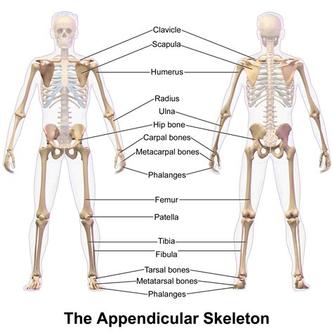 The Appendicular Skeleton Of Human Body Online Science Notes