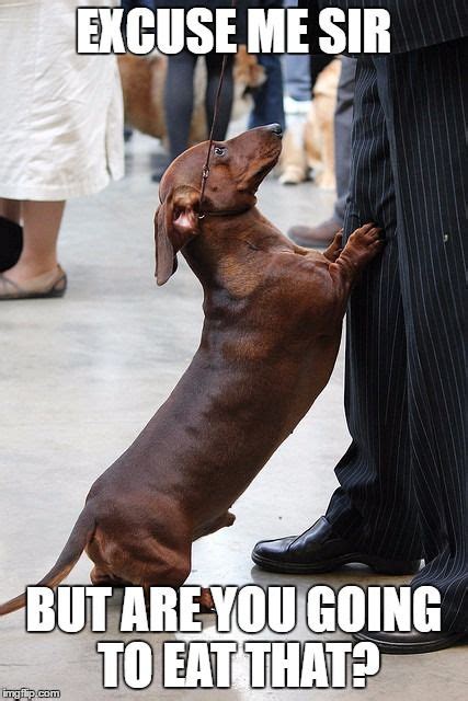 14 Funny Dachshund Memes That Will Make You Laugh Page 2 Of 3