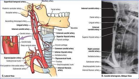 The carotid arteries carry blood through the neck up to the brain. Duke Anatomy - Lab 21: Neck & Carotid Sheath