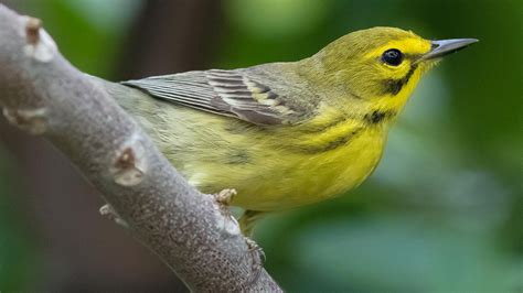 Yellow Bird On Tree Branch In Blur Green Background Hd Birds Wallpapers