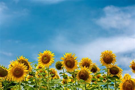 Sunflower Background Photos And Wallpaper For Free Download