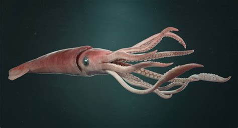 Indeed, it looks like invertebrates take a whole different. What Does A Squid Look Like? Octopus Vs Squid - W D T L L?
