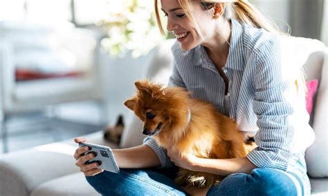 How To Find A Trustworthy Reliable Pet Sitter Bechewy