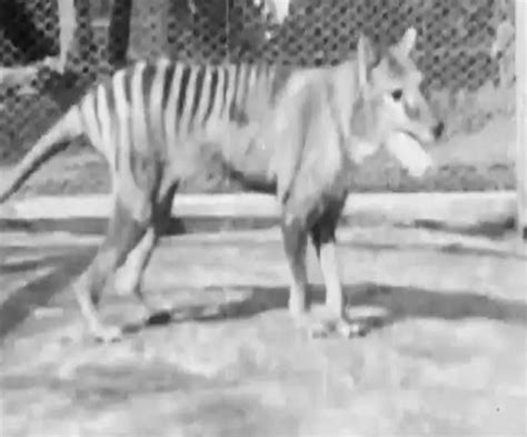 Rare Video Of Benjamin The Last Tasmanian Tiger Shot In 1935 Released
