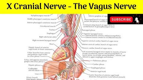 Tenth Cranial Nerve The Vagus Nerve Nucleus Of Origin My XXX Hot Girl
