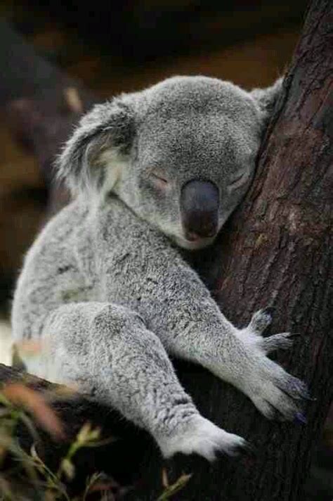 Amazing Wildlife Sleeping Koala Bear Photo Koalas Australia