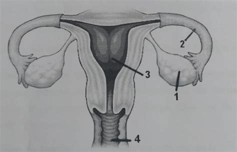 Sistema Genital Feminino Coggle Diagram Images