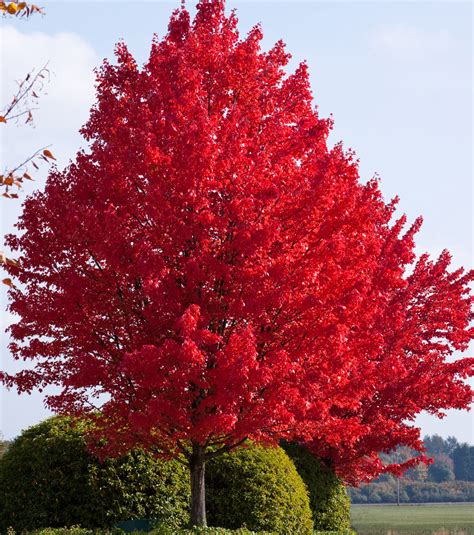 Choose Plants That Create Holiday Colors In Your Late Season Landscape