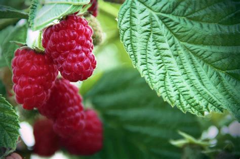 How To Grow And Care For Wild Raspberry Bushes