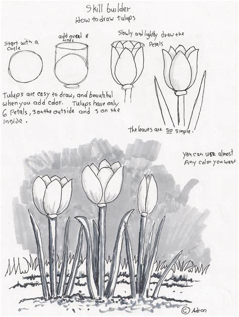 Adrons Art Lesson Plans How To Draw Tulips A Beginners Drawing