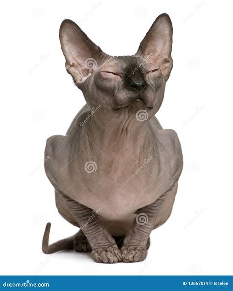 Sphynx Cat With Eyes Closed 1 Year Old Stock Images Image 13667034