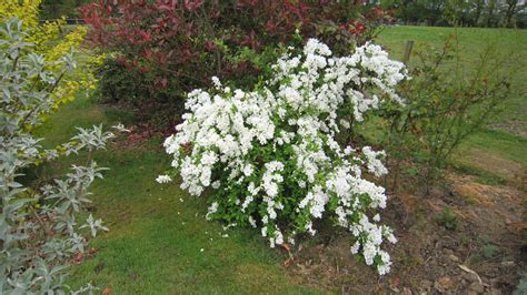 This list of 16 flowering shrubs for shade laurels are evergreen flowering shrubs for shade that are native to the eastern u.s. Catalogue Page 7
