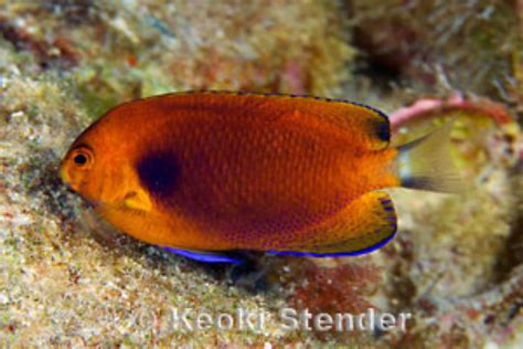 Orange Angelfish Information And Picture Sea Animals
