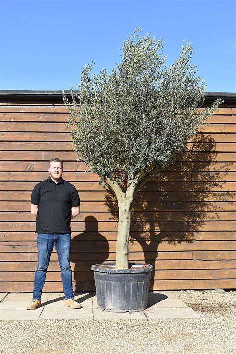 Tall Multi Stem Olive Tree No 523 Olive Grove Oundle