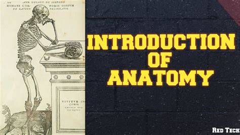 Introduction Of Anatomy English Youtube