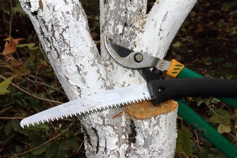 Some people pay as little as $200 for quick and easy projects, while more. 2018 Tree Removal Cost Guide:Tree Surgeon Costs in the UK