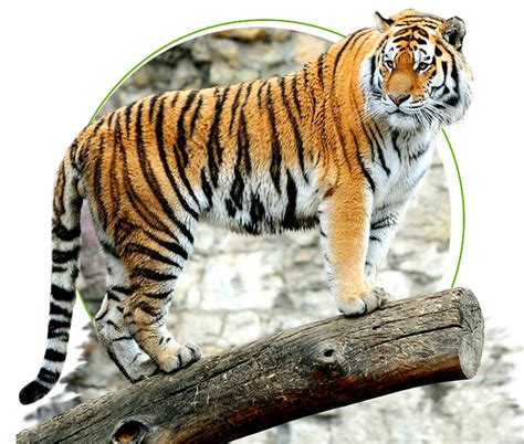 Top 196 National Animal Royal Bengal Tiger