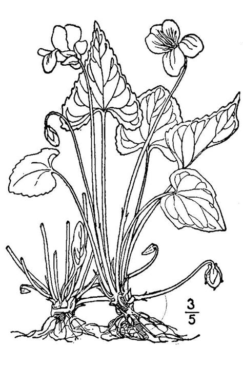 Zip file contains ai, pdf and jpeg formats. Large image for Viola missouriensis (Missouri violet ...