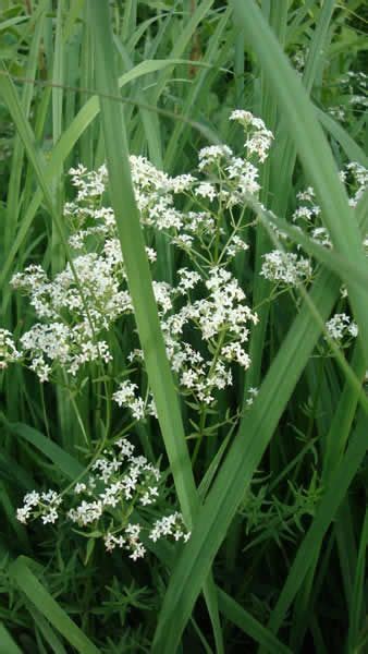 Galium-borale-Northern-Bedstraw-flower (With images) | Native plants, Wild flowers, Plants