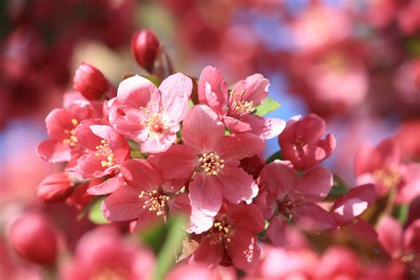 Pink Crabapple Blossoms Close Up Picture Free Photograph Photos