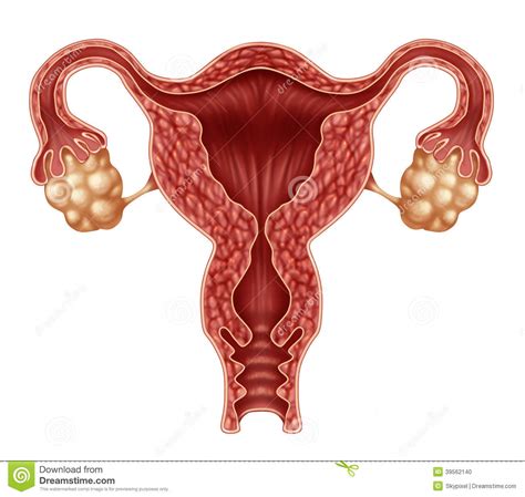 Baarmoeder En Eierstokken Stock Illustratie Illustratie