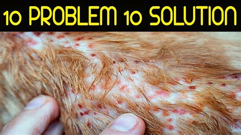 10 Most Common Skin Problems In Dogs And Solution Home Remedies For