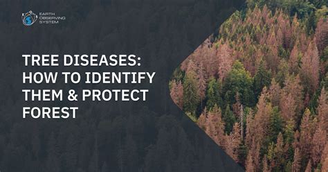 Tree Diseases Causes Types Identification Treatment