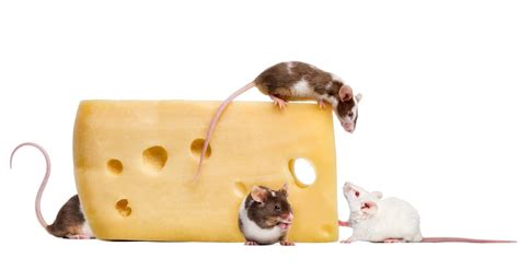 Can you teach a parrot to speak? Do mice really like cheese: Fact or Fiction? | EarthKind