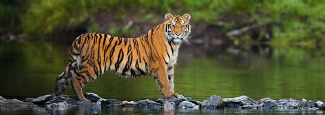 How Siberian Tiger Was Brought Back From Brink Of Extinction By Russia