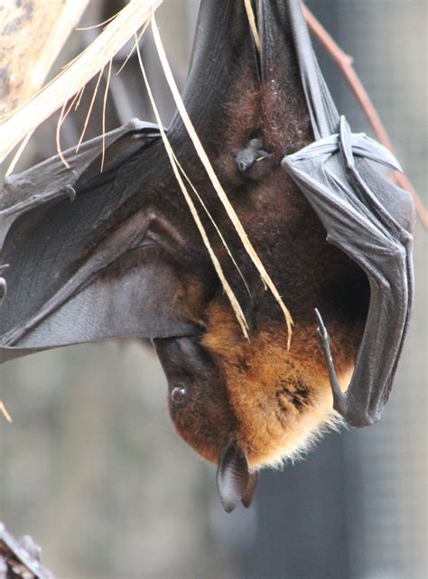 Flying Fox Id Zoochat