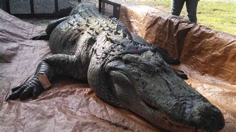 Mississippi Alligator Hunt Nets New Record Setter